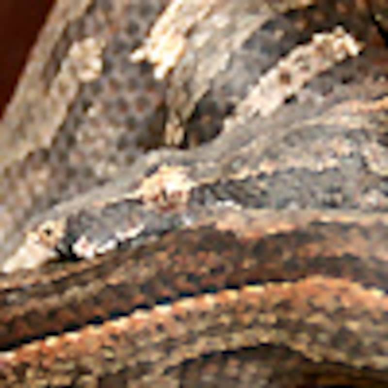 ドワーフパシフィックボア