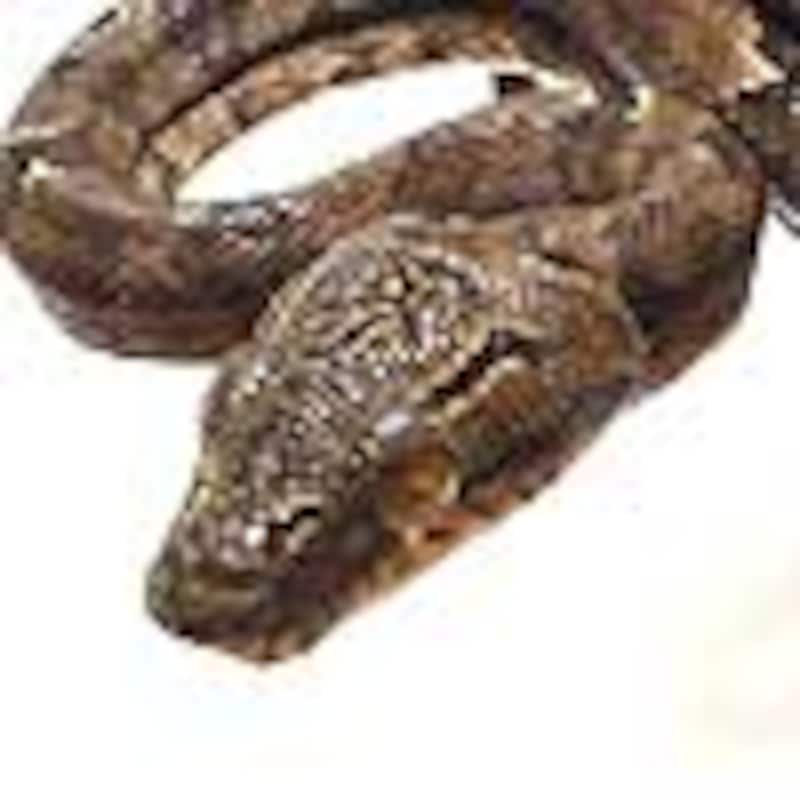 ガーデンツリーボア