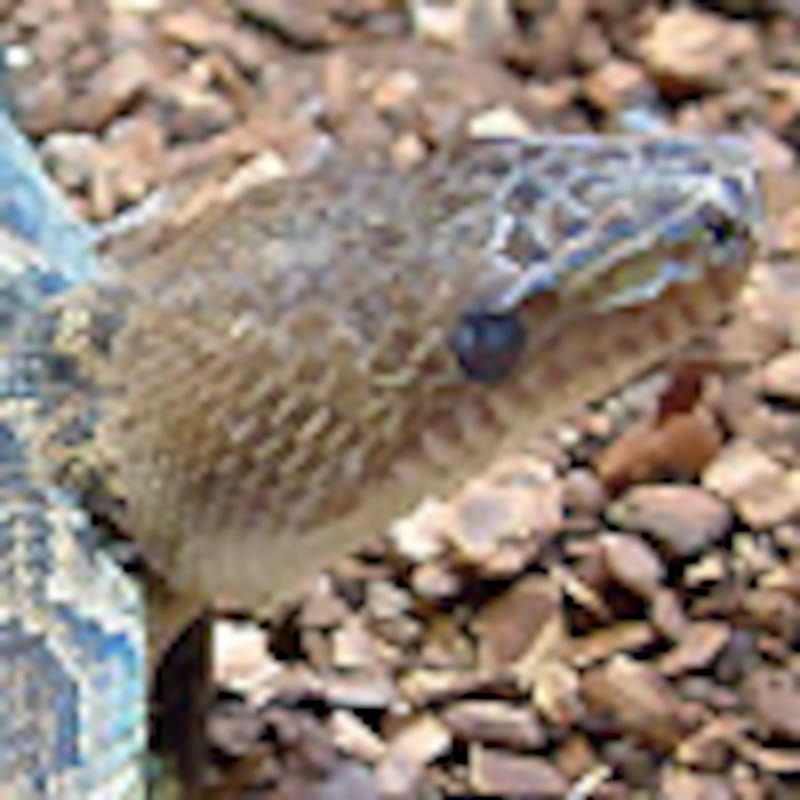 キューバンボア