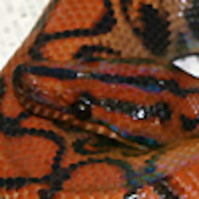 ペルビアンレインボーボア