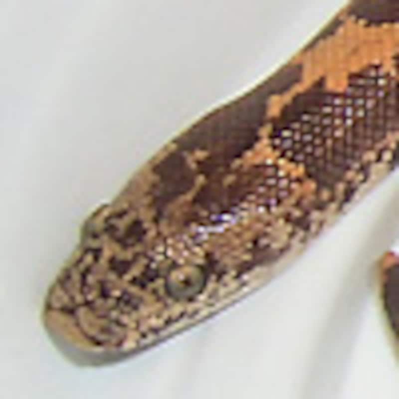 ケニアサンドボア