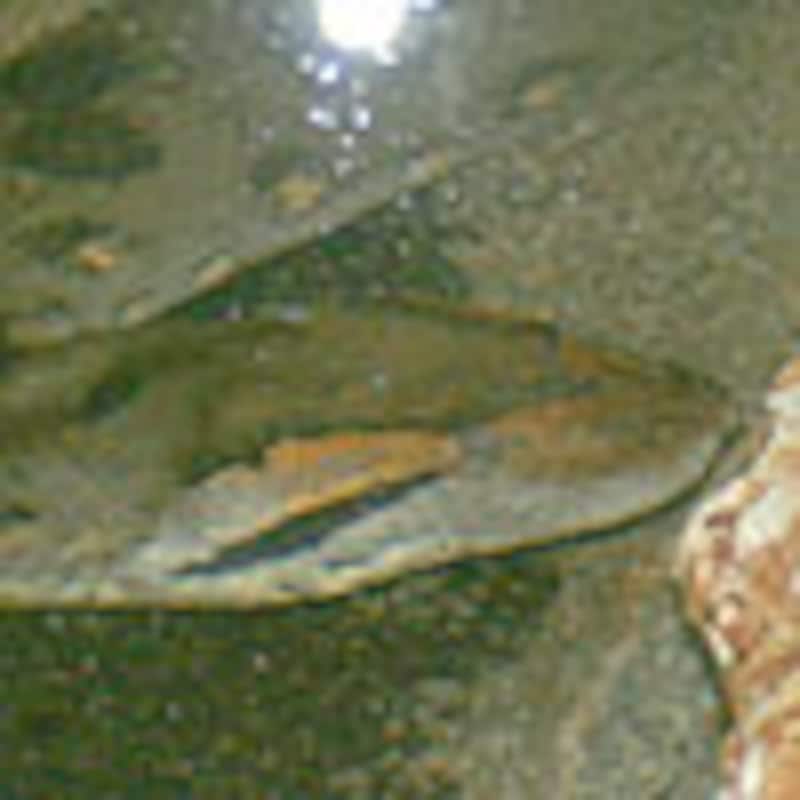 オオアナコンダ