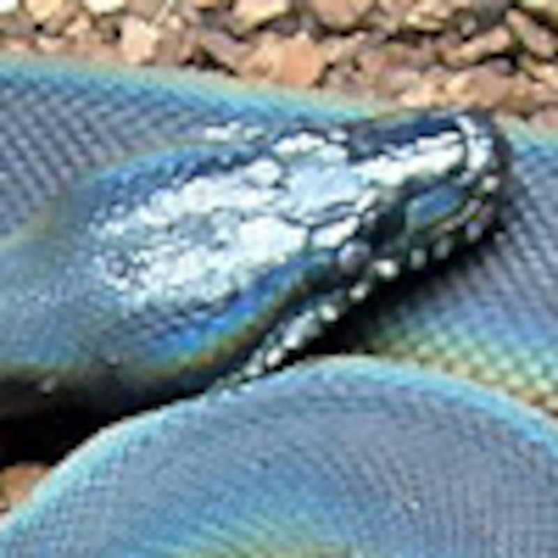 アルバーティスパイソン