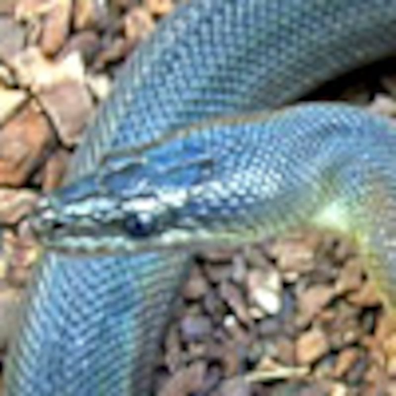 ウォーターパイソン