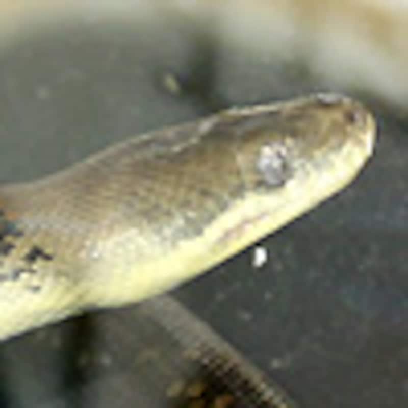 マクロットパイソン