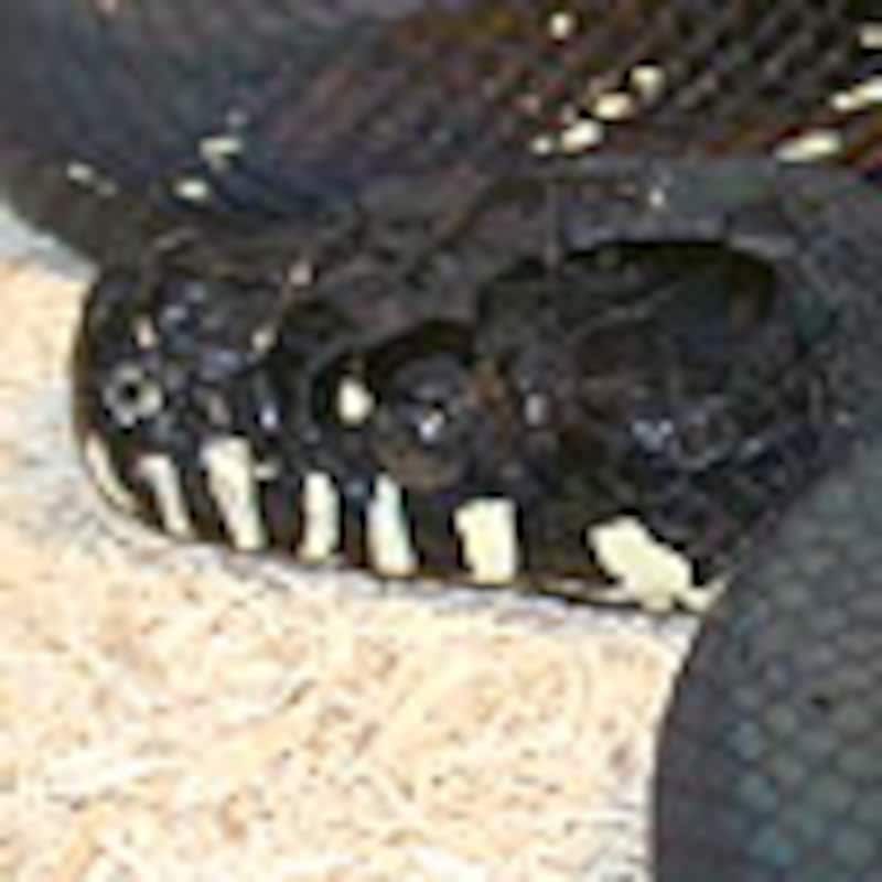 ベーレンパイソン