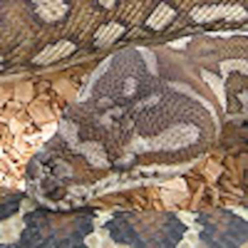 セントラルパイソン