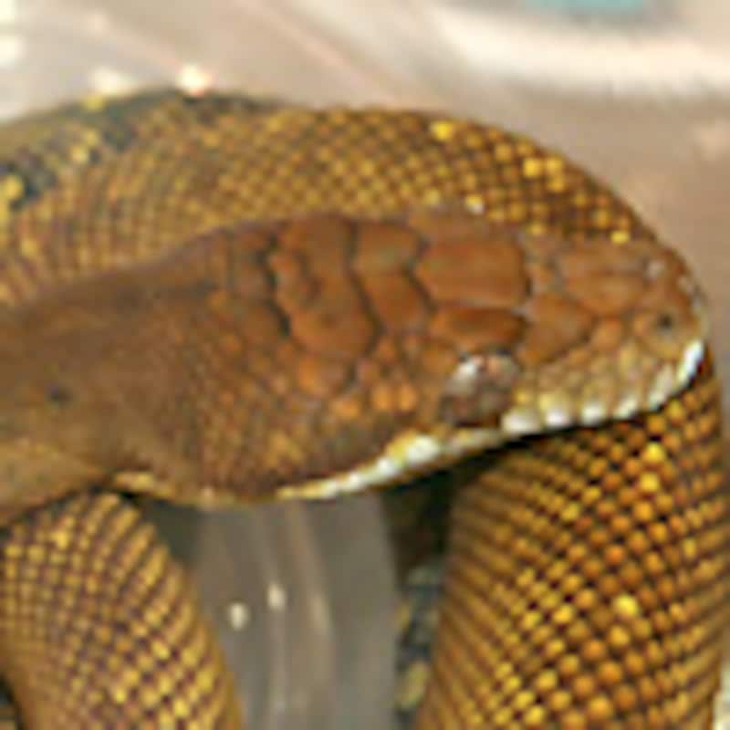 モルカンパイソン