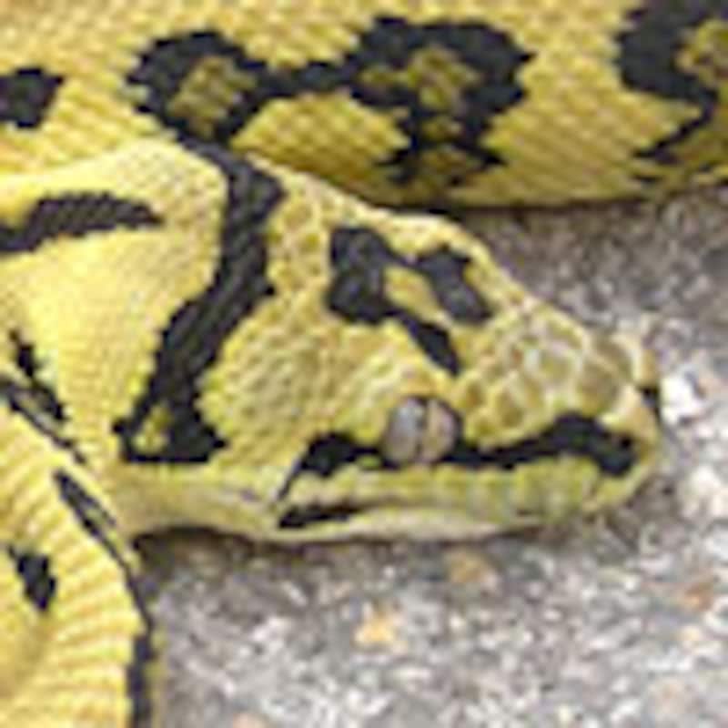 ハイポジャガーカーペット