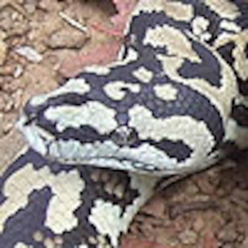 コースタルカーペットパイソン