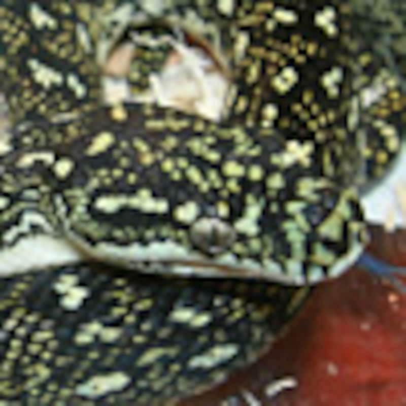 ダイヤモンドパイソン