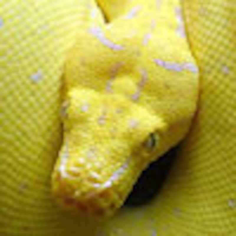 カナリアパイソン