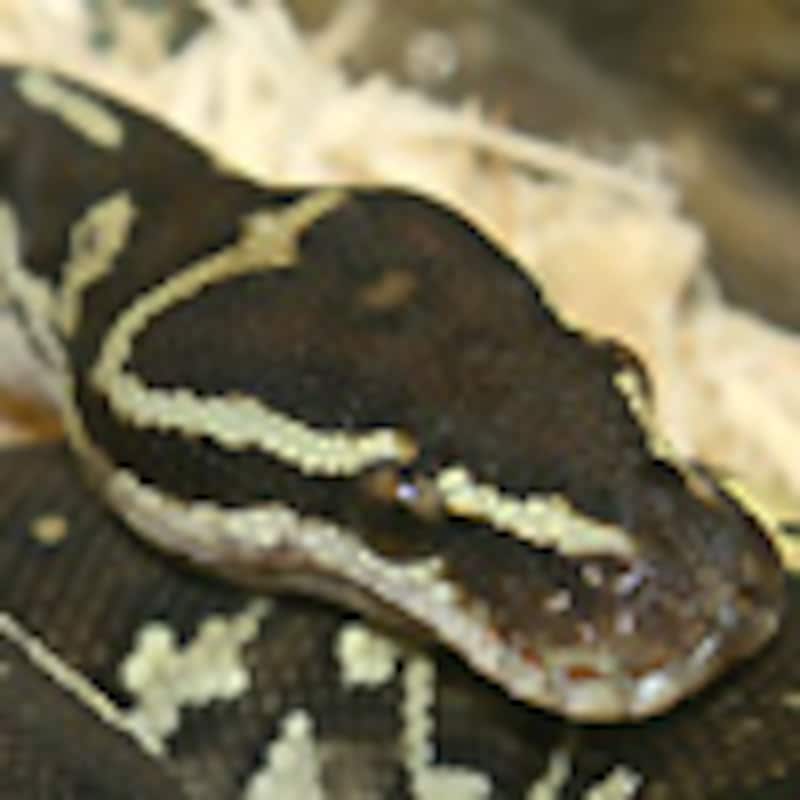 アンゴラパイソン