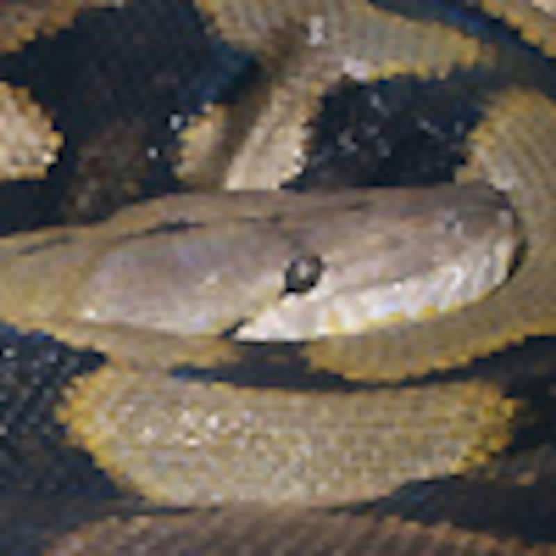 アミメニシキヘビ