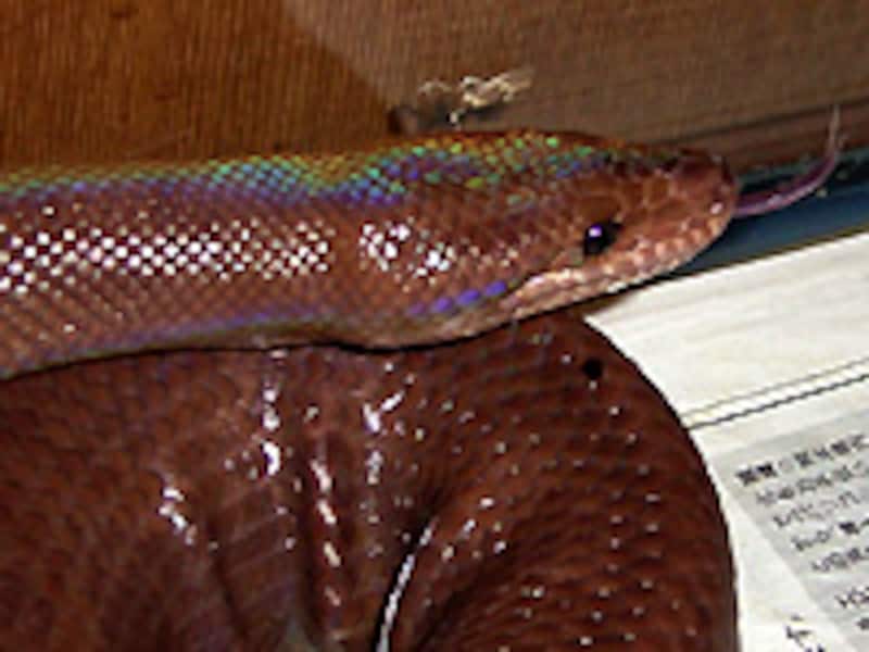 ブラジルニジボアの頭部