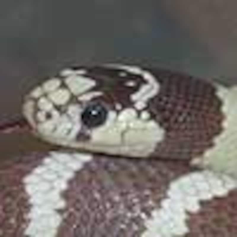 コースタルバンデッドハイポ