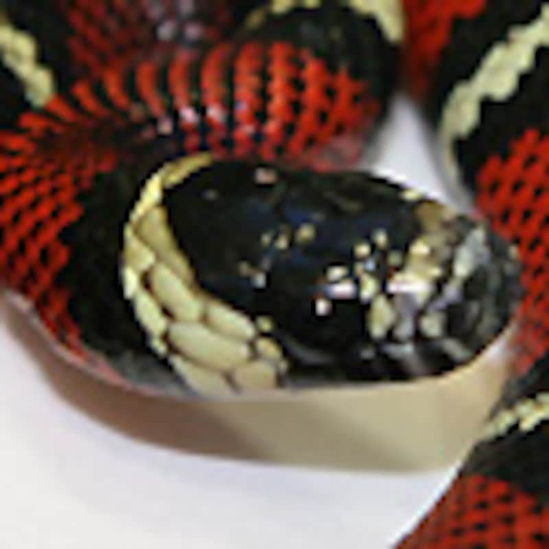 ブラックミルクスネーク