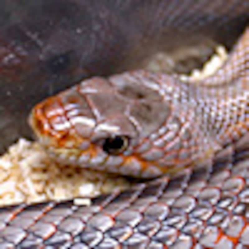 ベアードラットスネーク