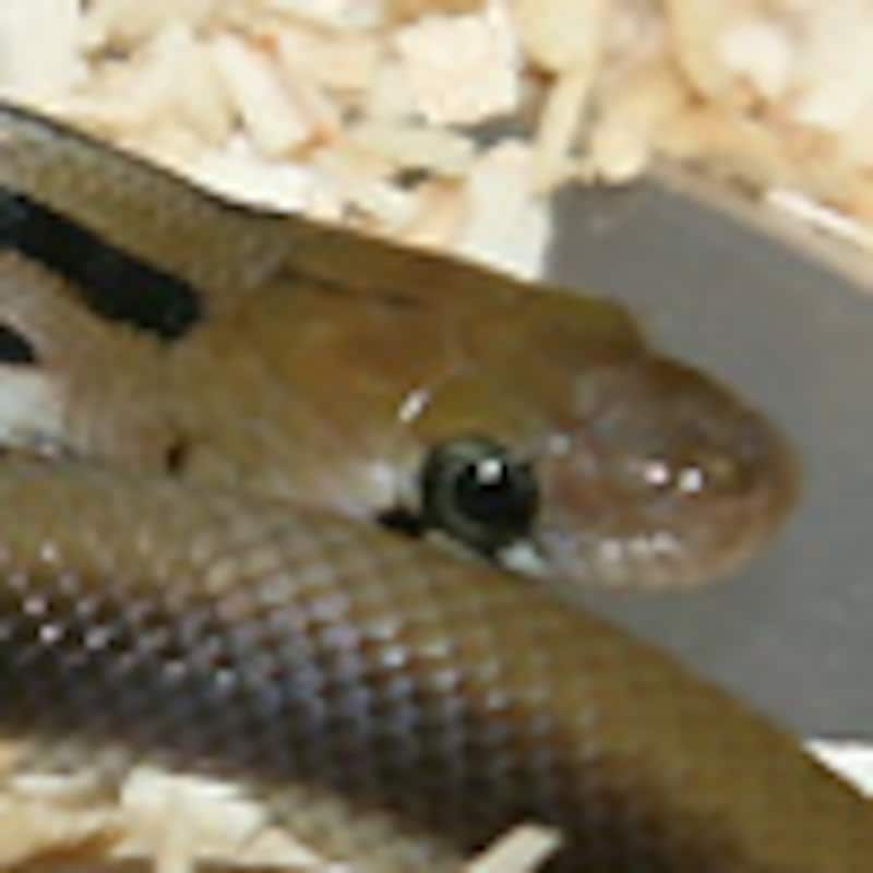 トリンケットラットスネーク