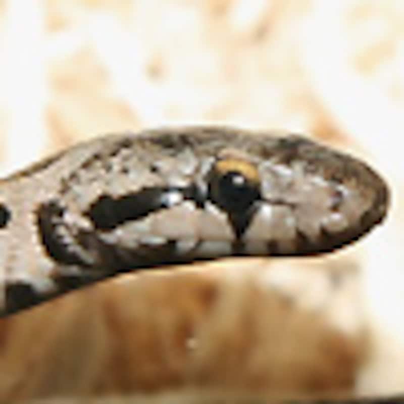 コーカサスナメラ