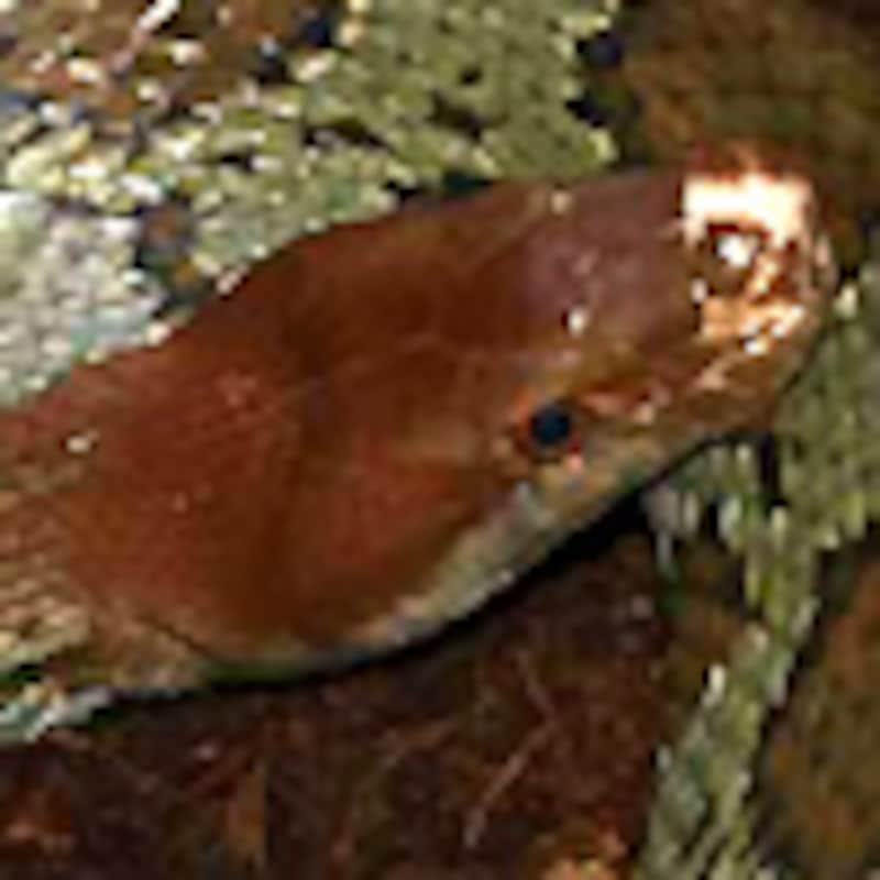 ツマベニナメラ