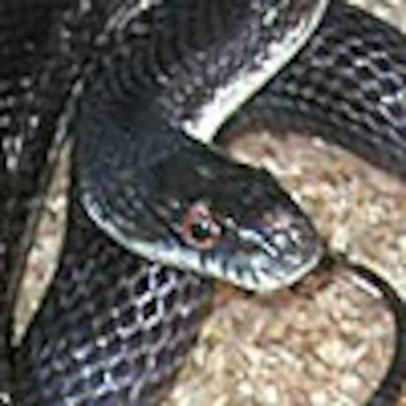 ブラックラットスネーク