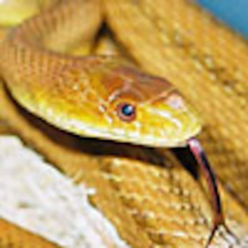 イエローラットスネーク