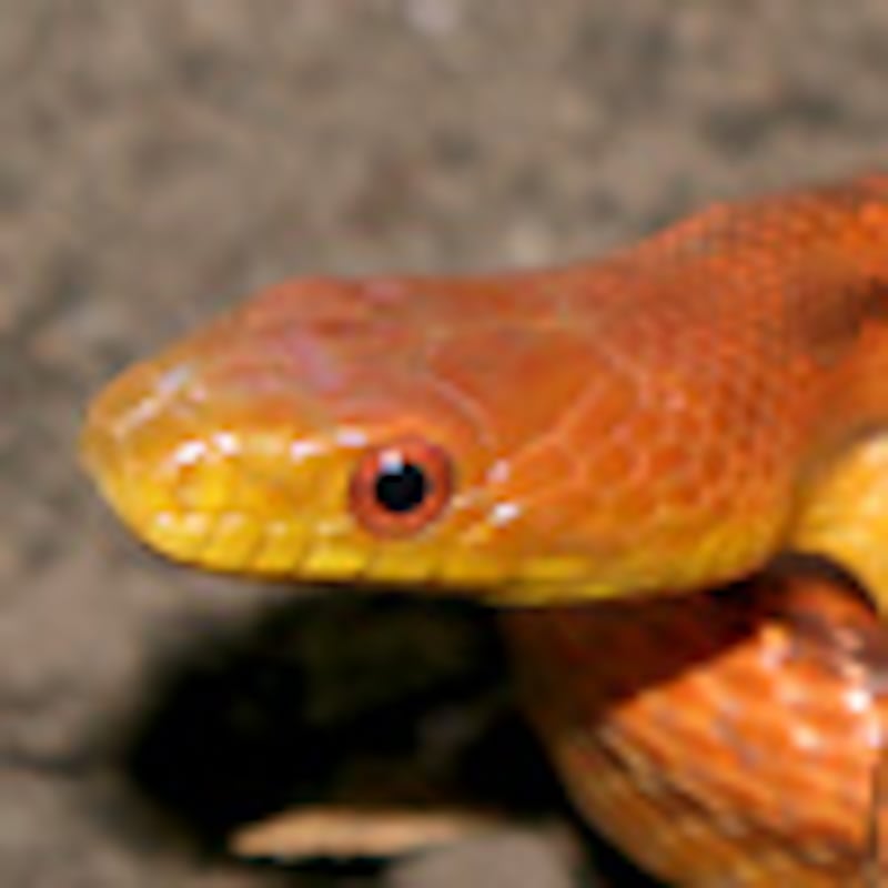 エバーグレーズラットスネーク