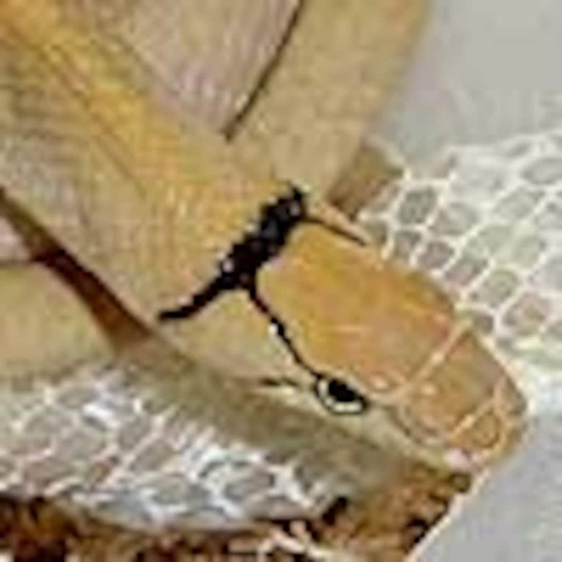 ホウシャナメラ