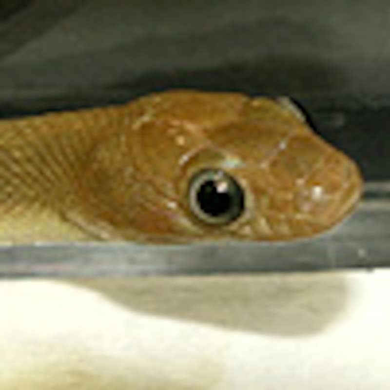 ロザリアナメラ