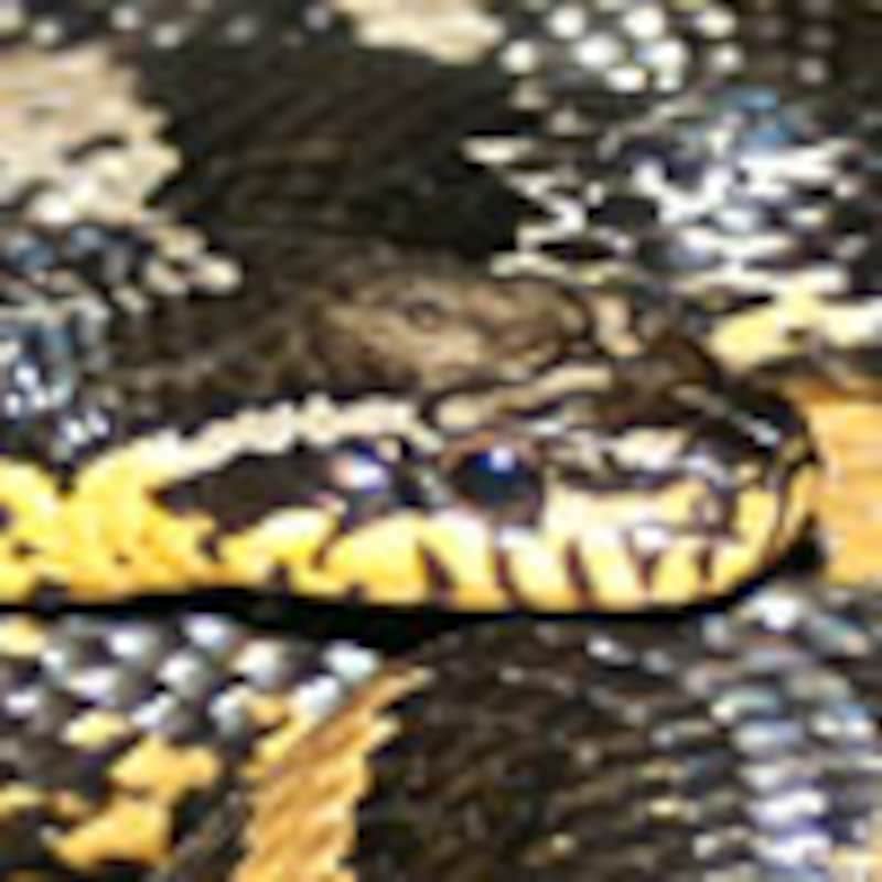 アムールラットスネーク