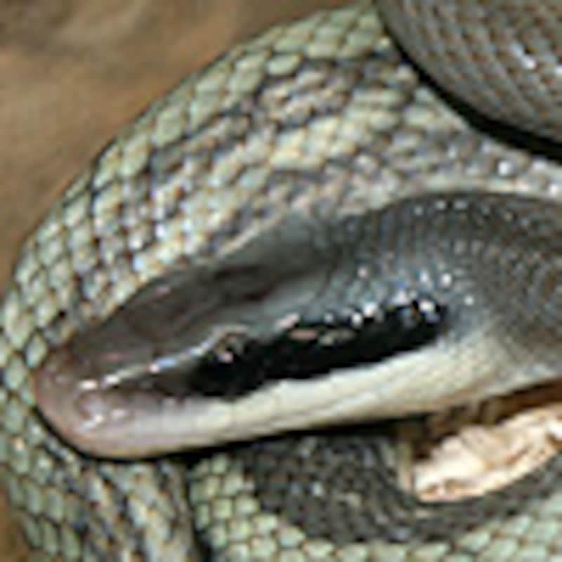 ボルネオスジオ