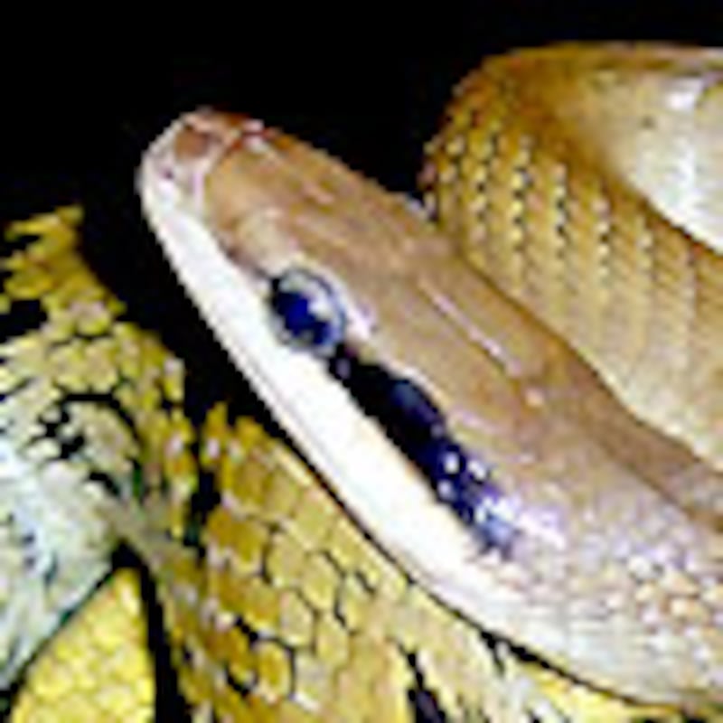 タイリクスジオ