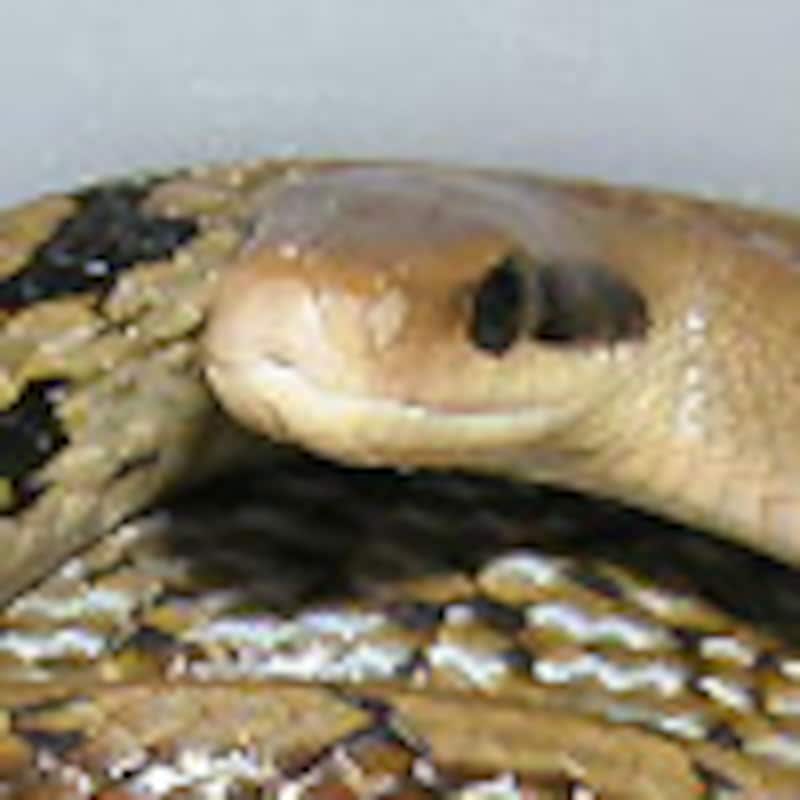 ユンナンスジオ