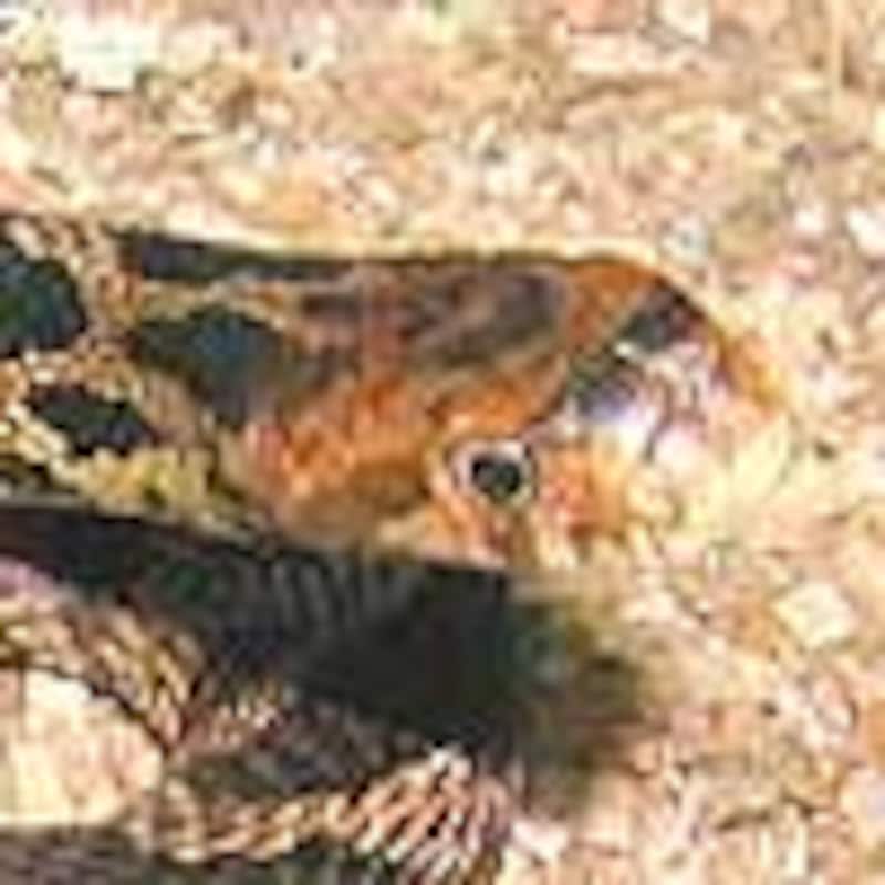 フォックススネーク