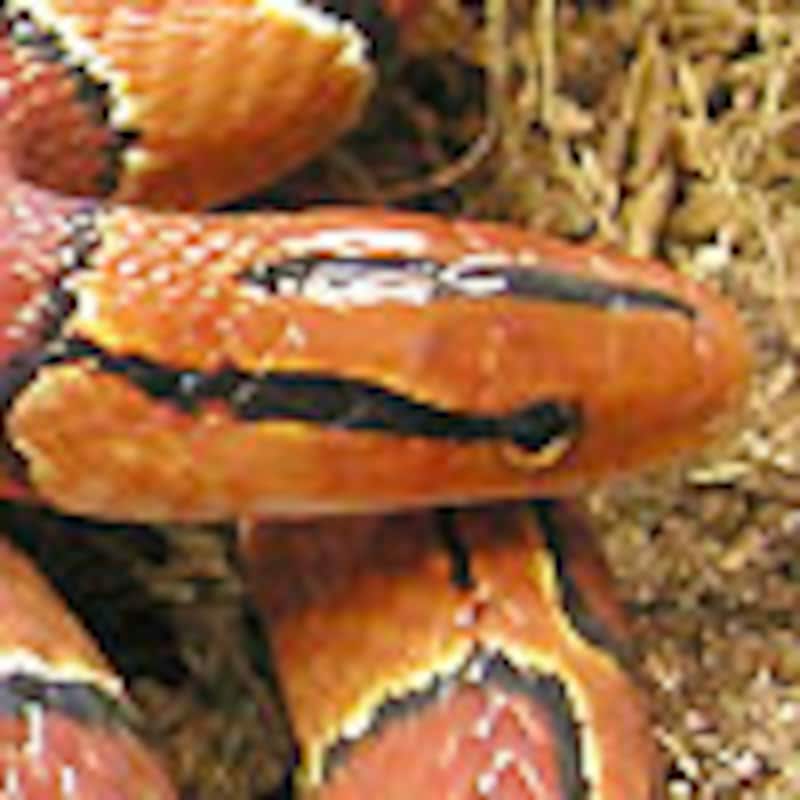 マレーベニナメラ