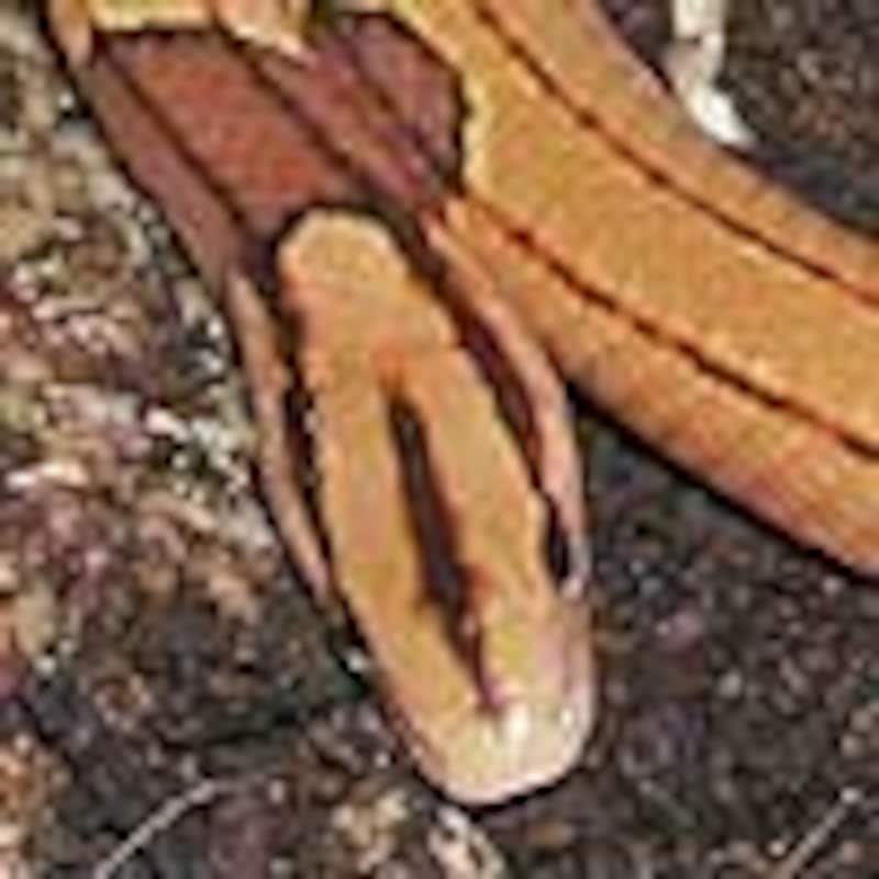 タイリクベニナメラ