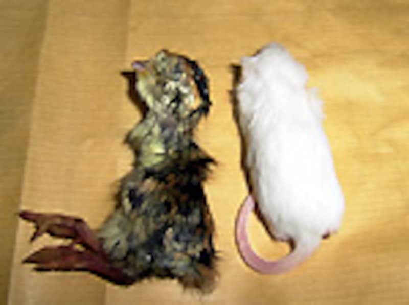 ファジーとウズラの比較