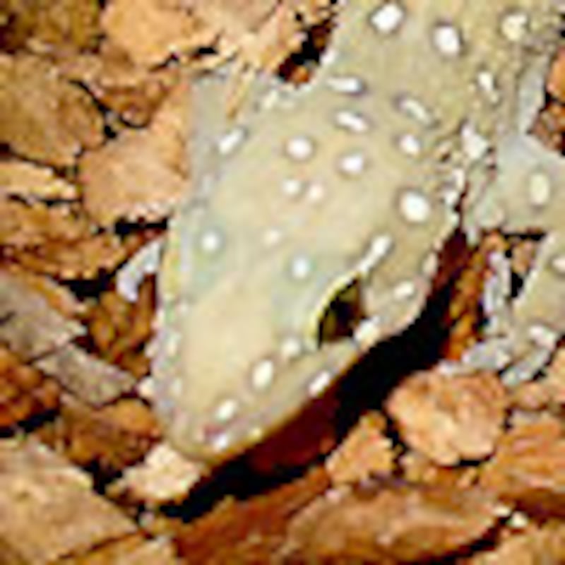 プラシャードカベヤモリ