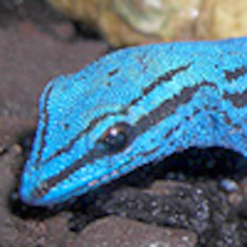 アオマルメヤモリ