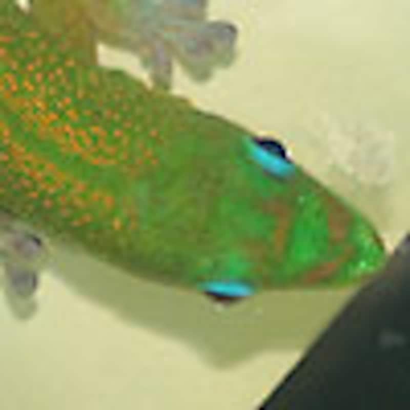 ヒロオヒルヤモリ