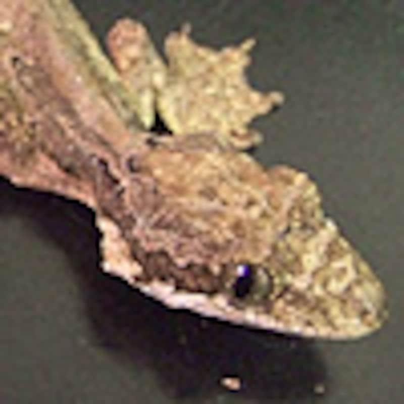 スベトビヤモリ