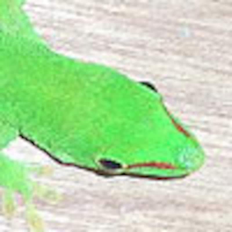 グランディスヒルヤモリ