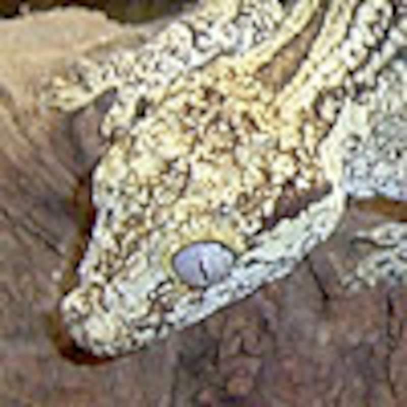 ガーゴイルゲッコー