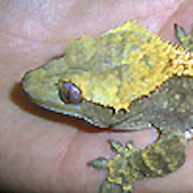 クレステッドゲッコー