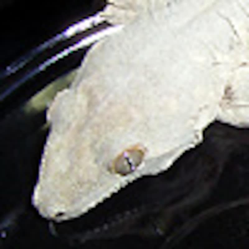 ツギオミカドヤモリ