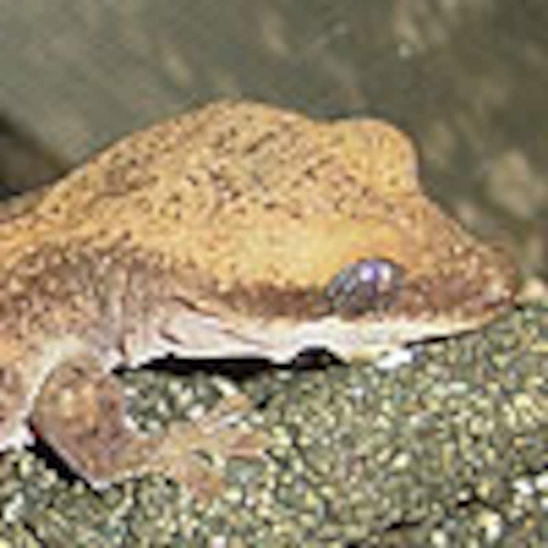 ルーズゲッコー