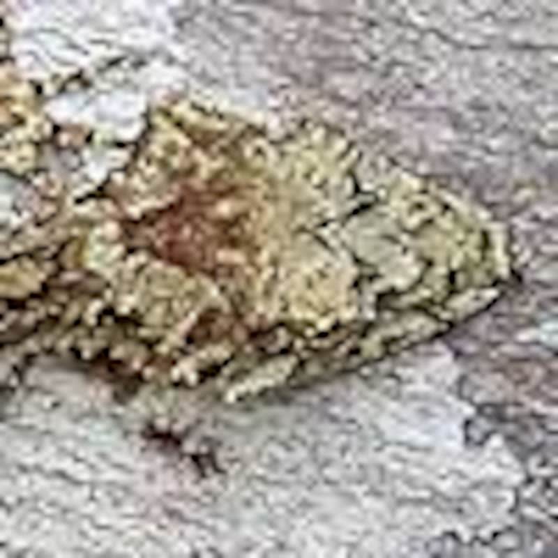 ノーザンリーフテールゲッコー