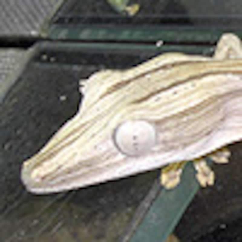 スジヘラオヤモリ