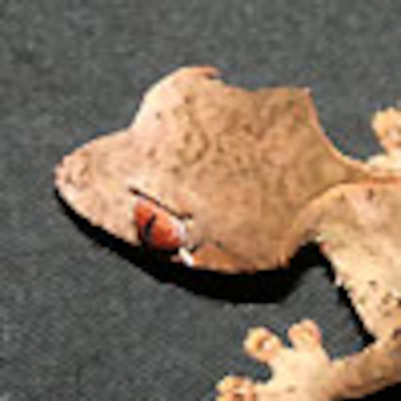 エダハヘラオヤモリ